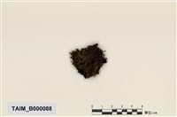 藏品(截葉真苔)的圖片